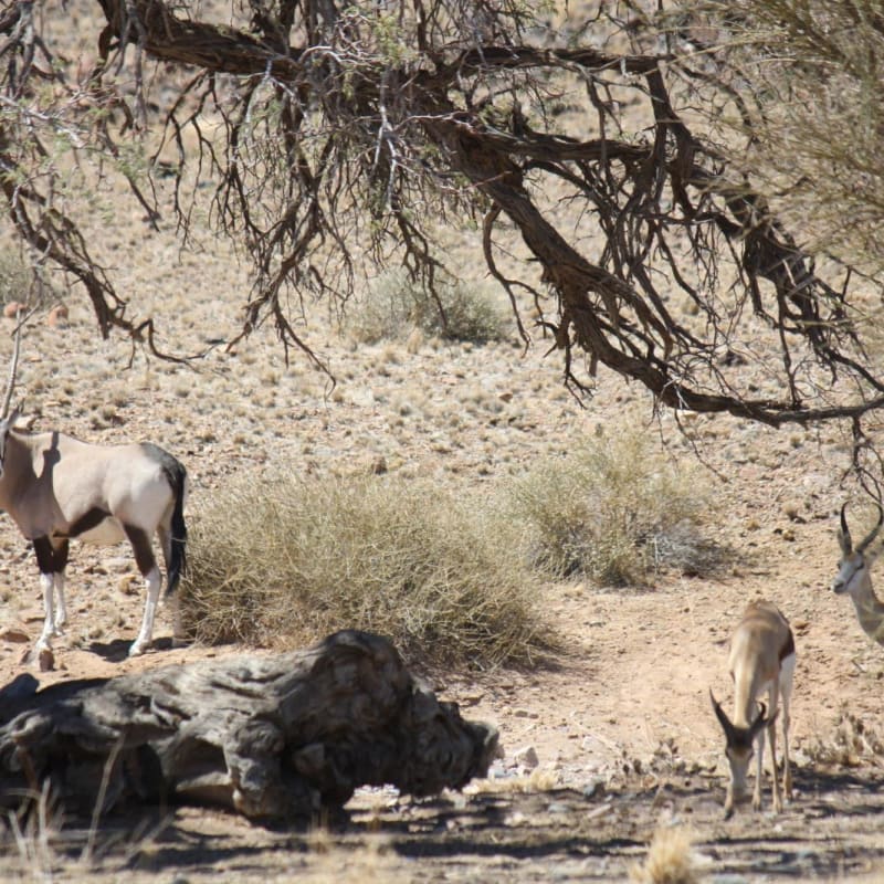 Wildife in the area - Desert Homestead