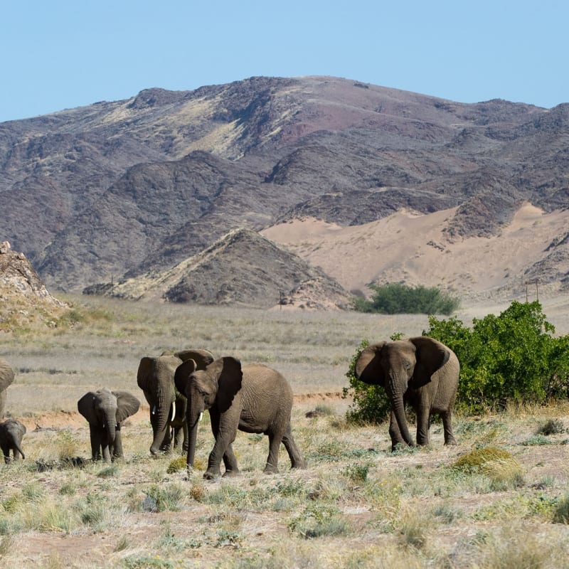 Desert-adapted elephant 
