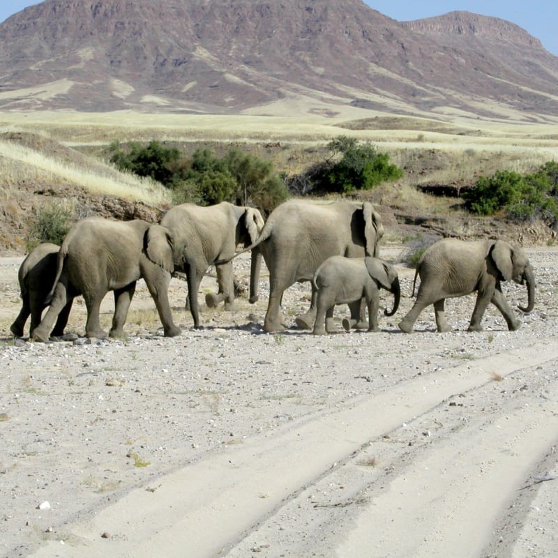 Desert Adapted Elephants - Leylandsdrift Camp