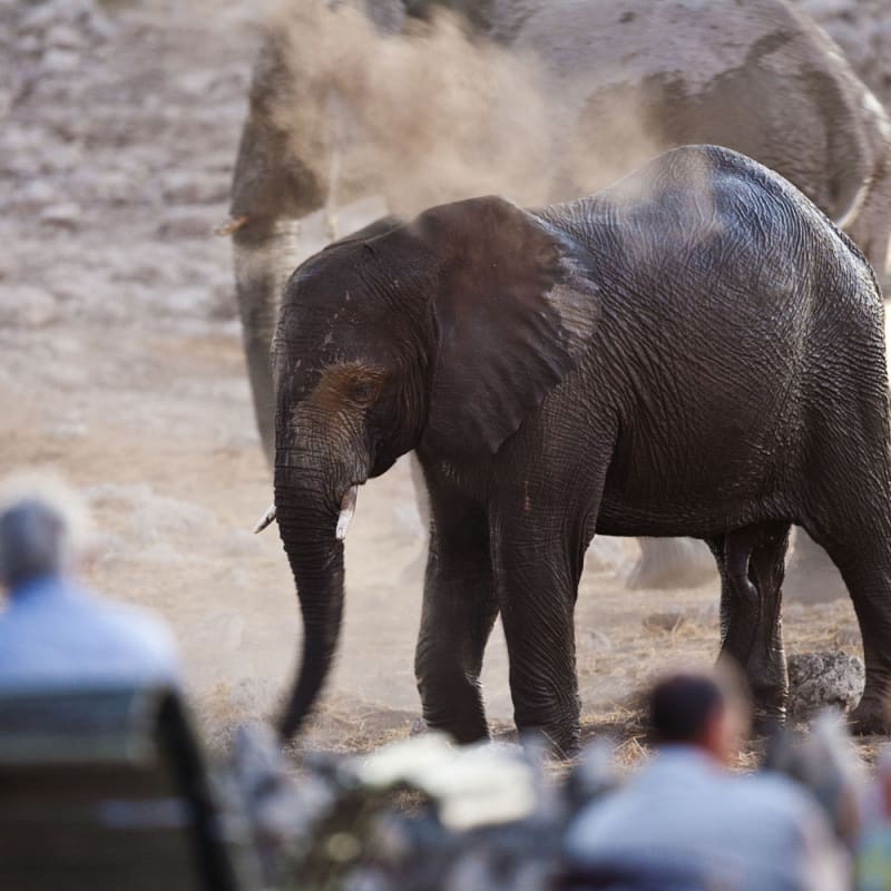 Elephant at waterhole - Okaukuejo Restcamp