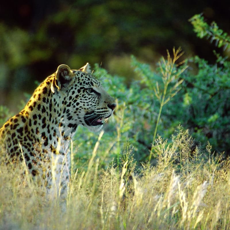 A leopard - Okonjima Bush Camp