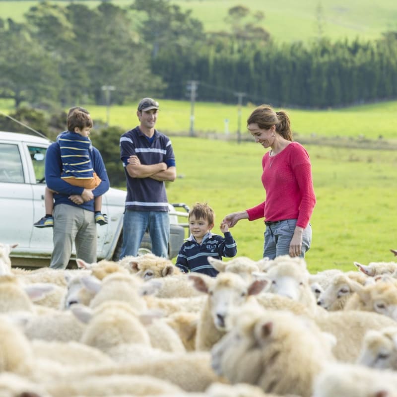 Sheep Farm - Kauri Cliffs