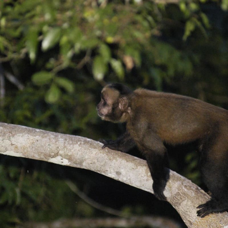 Brown Capuchin - Refugio Amazonas