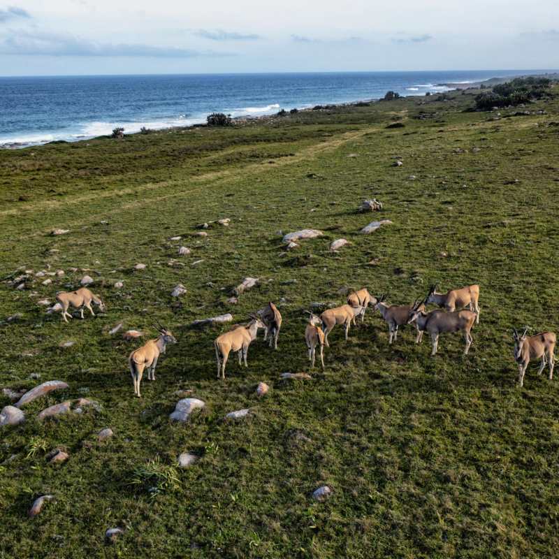 Landscape with Eland and Sea