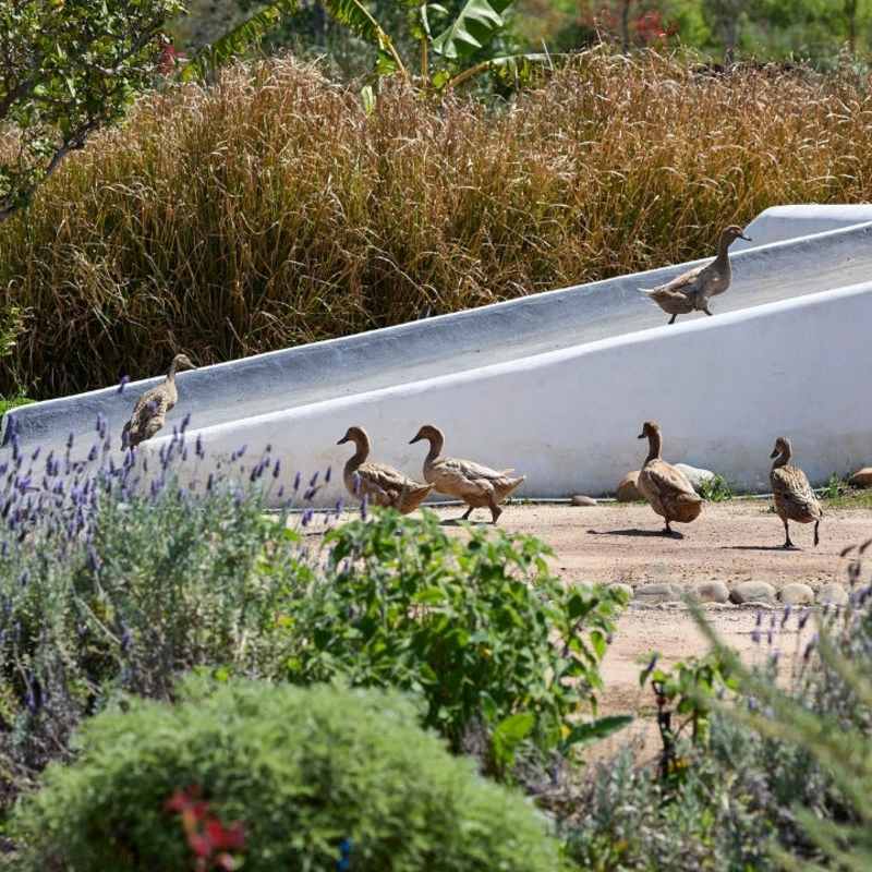 Ducks in food garden  