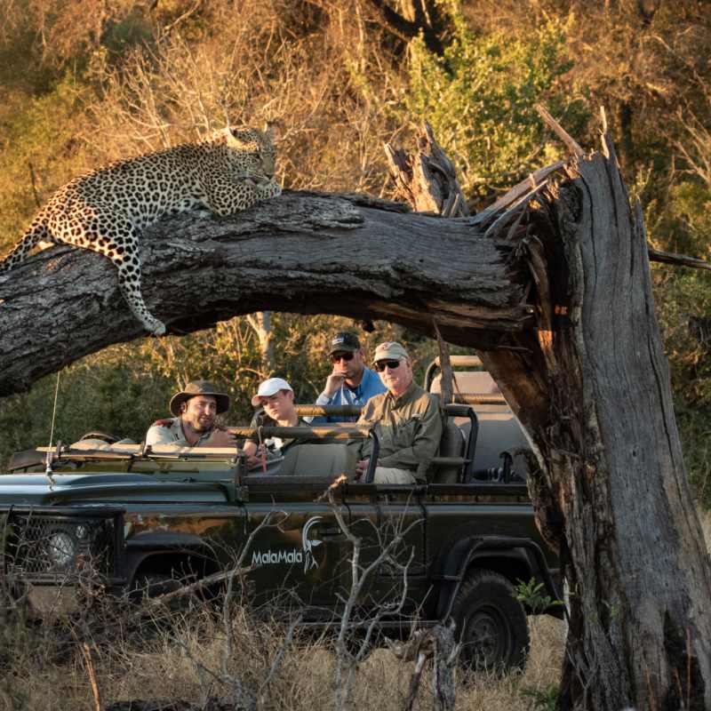 Leopard in the tree