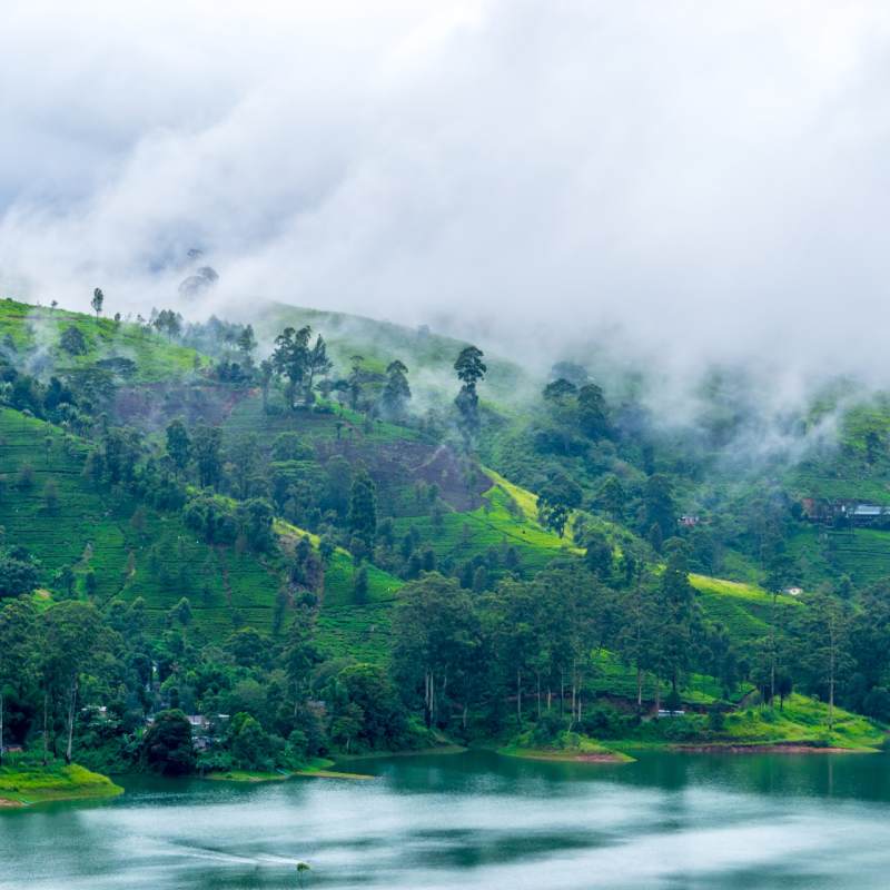 View over the Lake - Camellia Hills