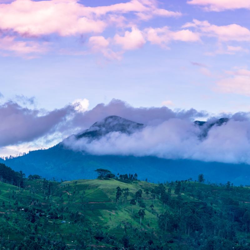 Incredible Views - Camellia Hills