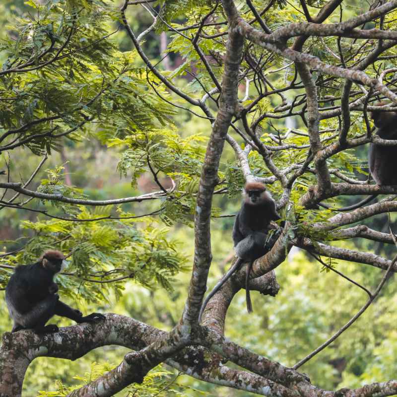 Monkeys in the trees at Glenross Living