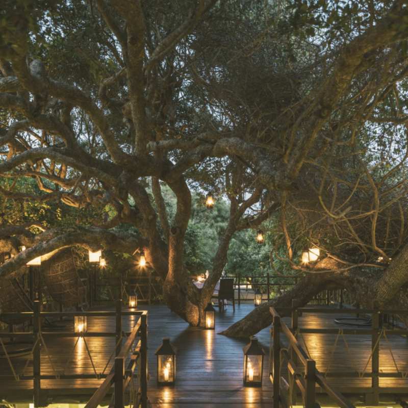 Treetop dining
