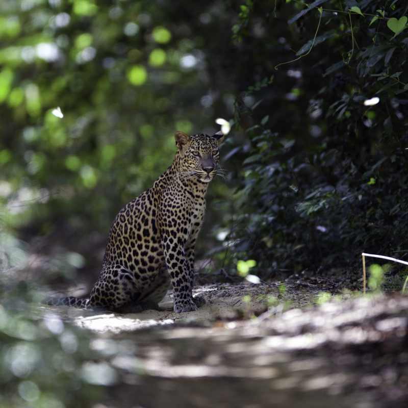Magical sightings - Wilpattu National Park