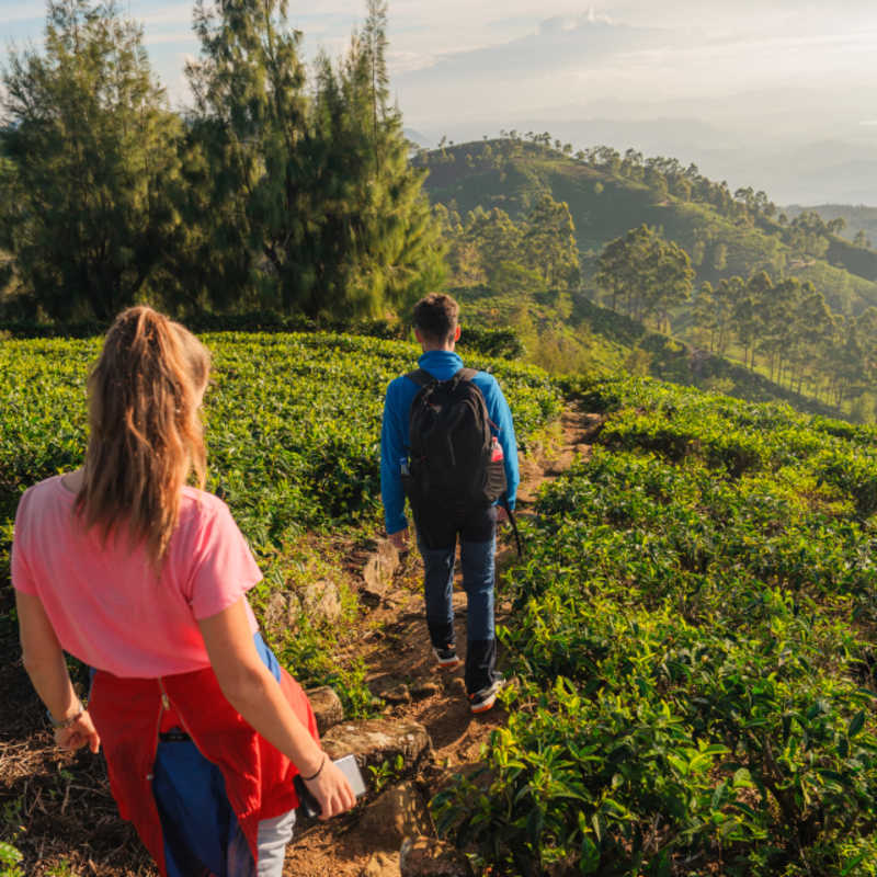 Hiking in the tea country 