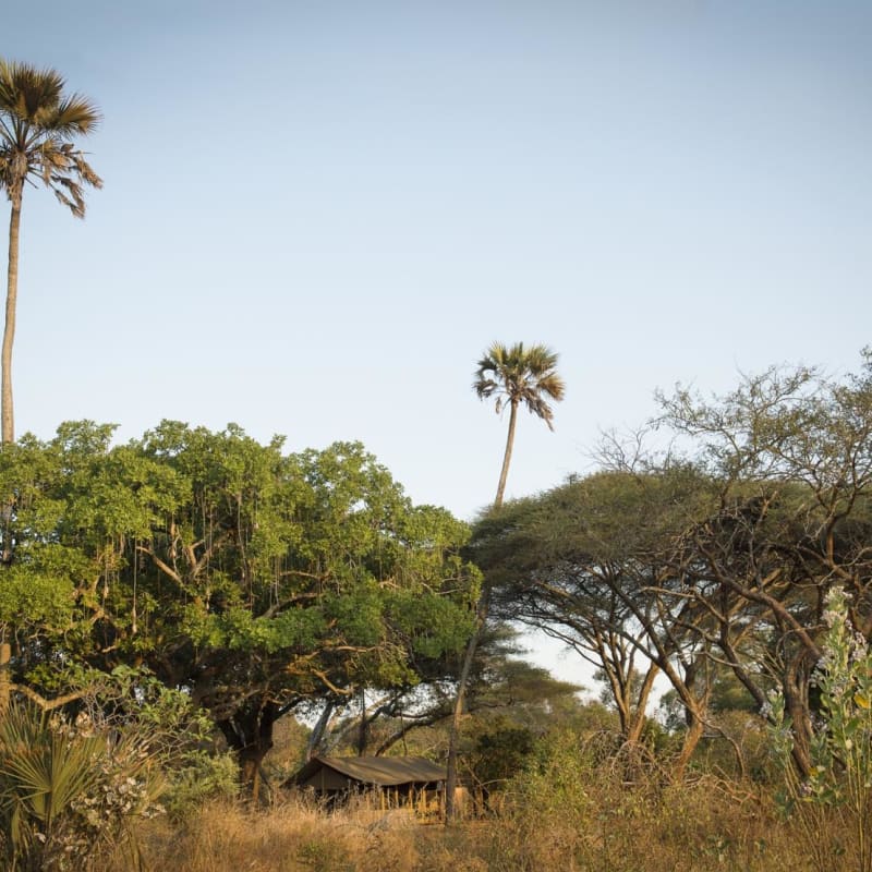 Tent in the trees - Chada Katavi