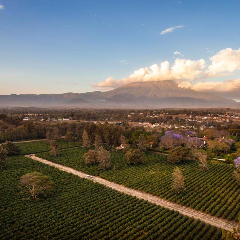 Coffee Plantation - Legendary Lodge