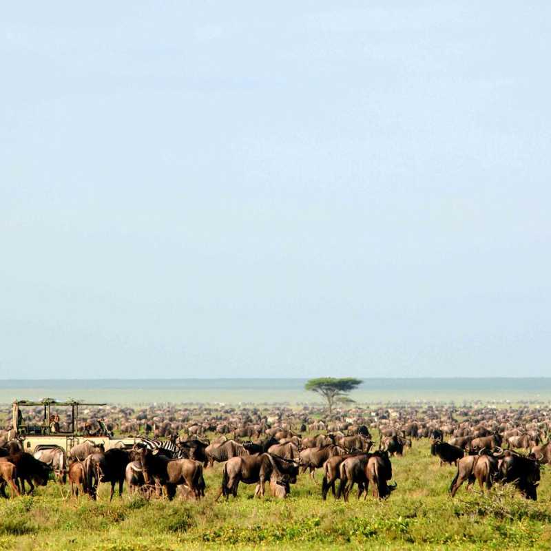 Migration - Serengeti Safari Camp