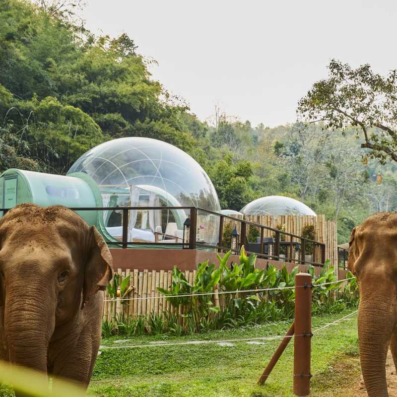 Jungle Bubble and Elephants