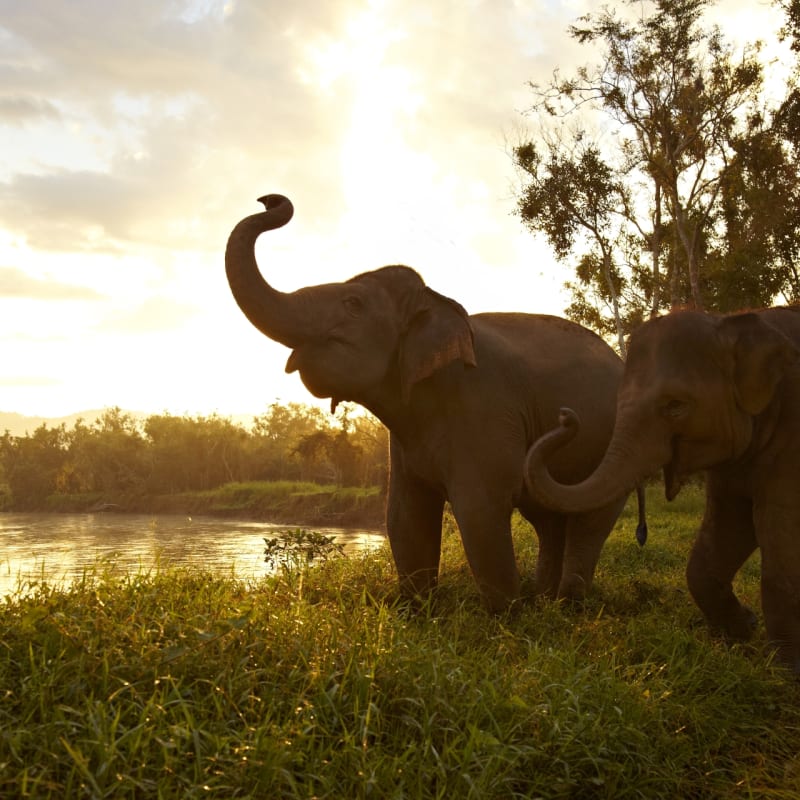 Elephants - Anantara Golden Triangle Elephant Camp & Resort