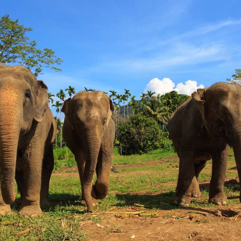 Elephants Thailand