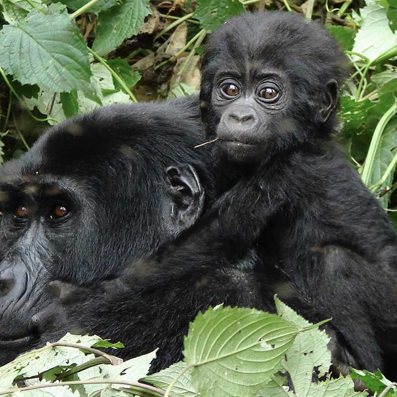Mother and baby gorilla