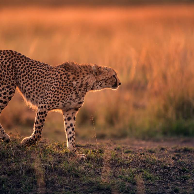 Cheetah in Mara -