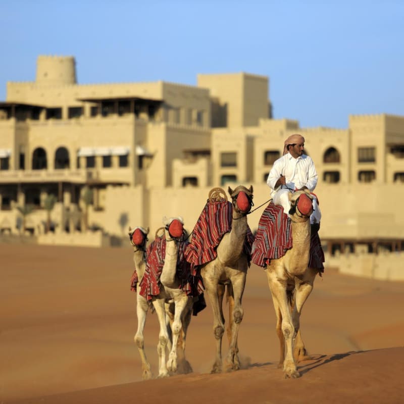Camel  - Qasr Al Sarab