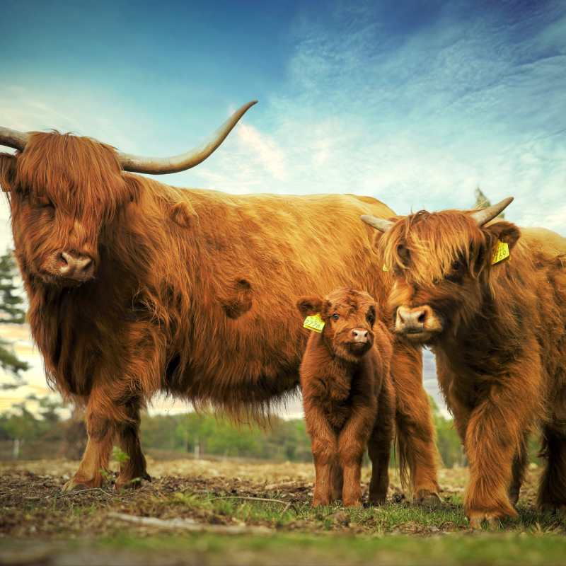 Family odyssey - Coos 