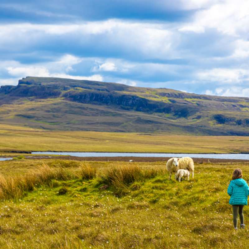 Family Odyssey - Sheeps 
