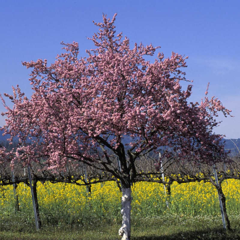 Santa Barbara vineyards - El Encanto