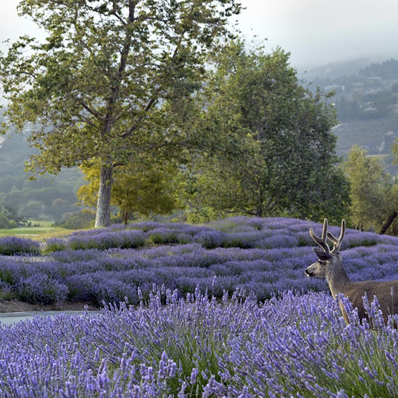 Lavender colours - Carmel Valley Ranch