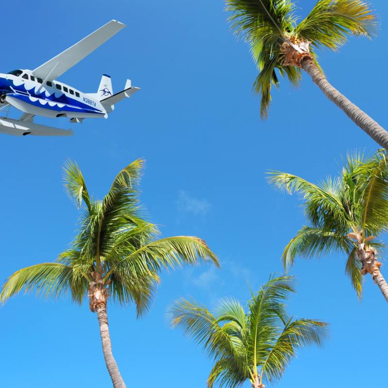 Plane and Palms 