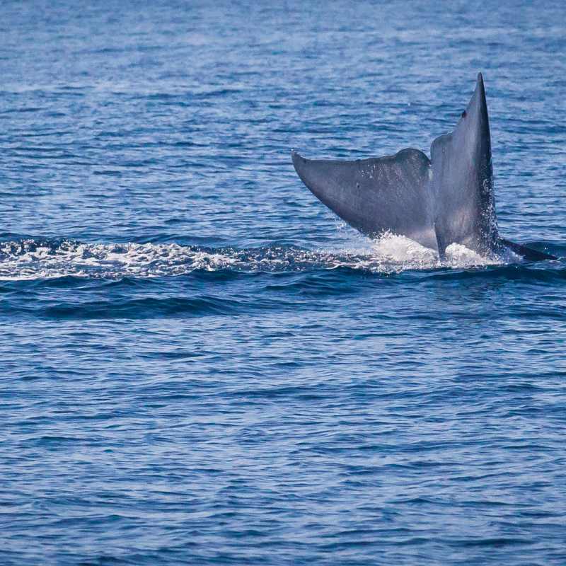 Whale Watching at Laguna  - Ritz Carlton Laguna Niguel