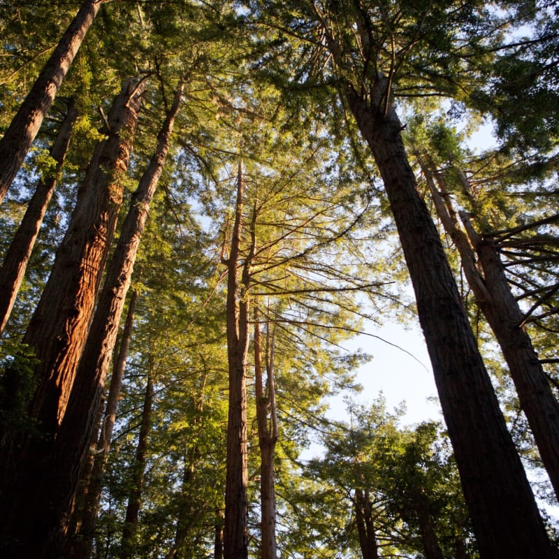 Redwoods - Ventana Big Sur, An Alila Resort