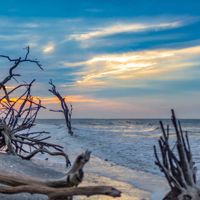 Driftwood Beach - Classic Georgia and South Carolina