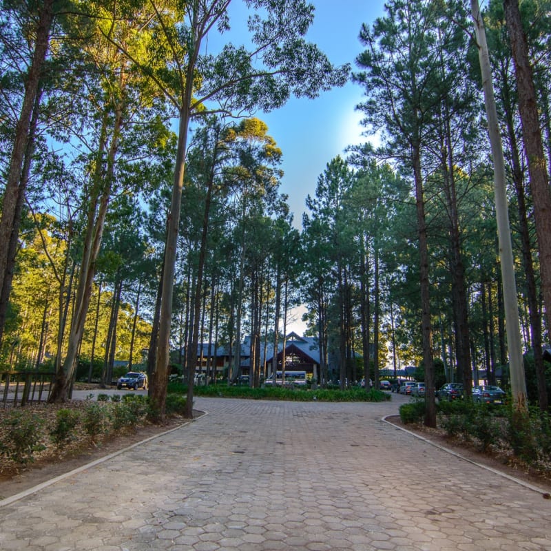 Pine forest - Carmelo Resort & Spa, A Hyatt Hotel