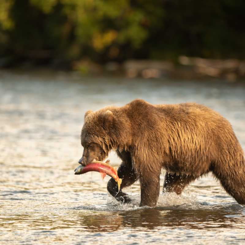 Grizzley bear with salmon 