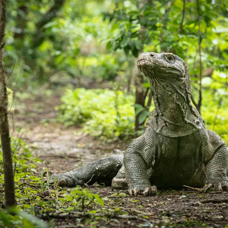 Komodo 