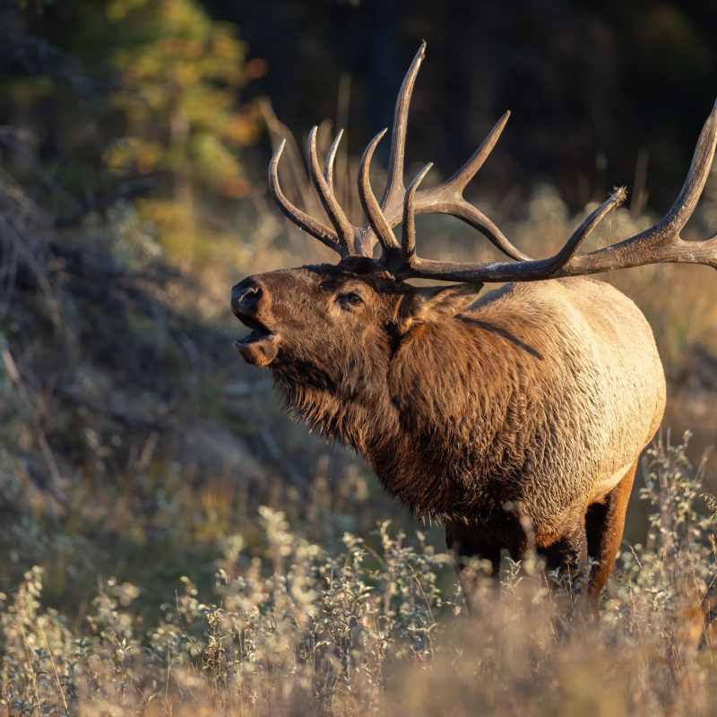 Elk 