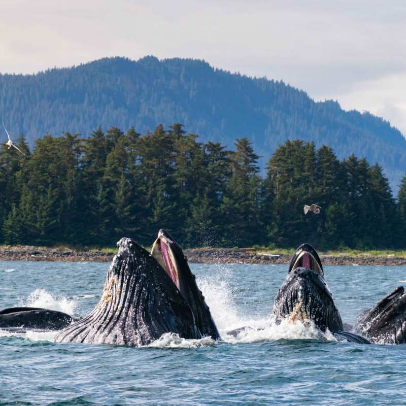 Humpback Whales 