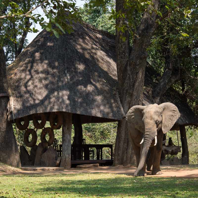 Elephant