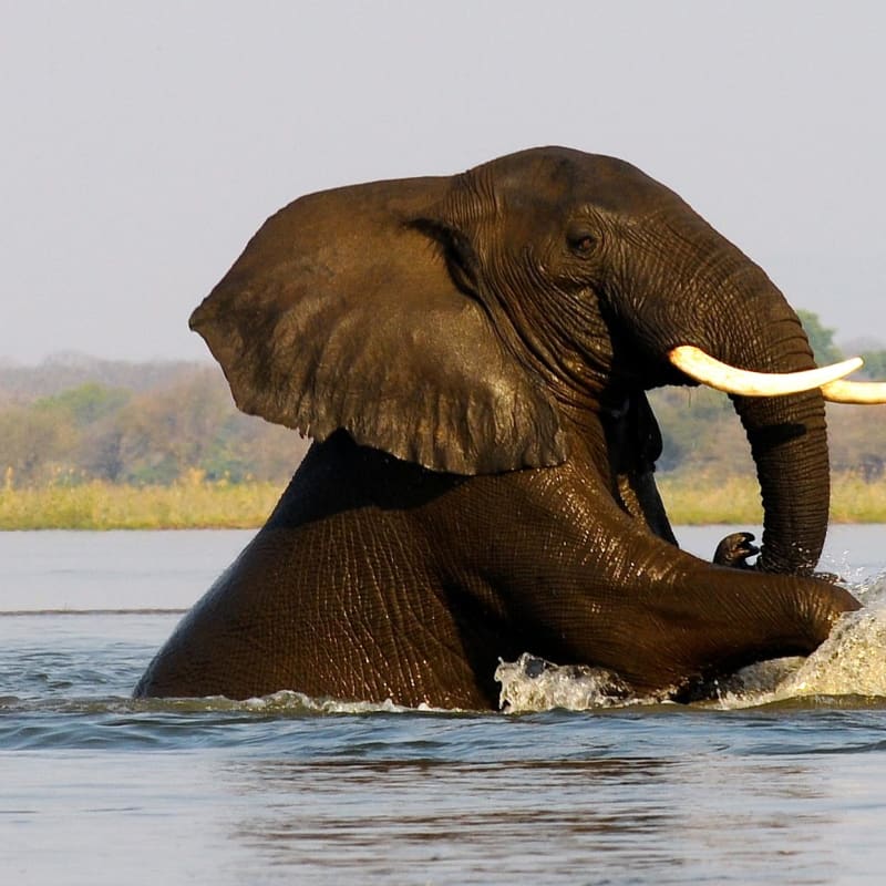 Elephant swimming - Old Mondoro