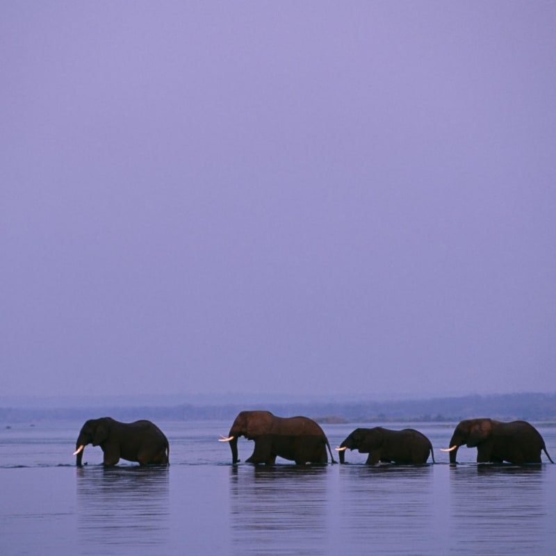 Elephants crossing - Old Mondoro