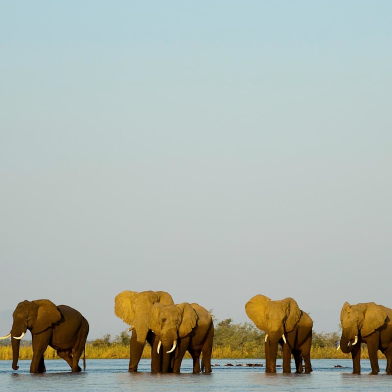 Elephants - Old Mondoro