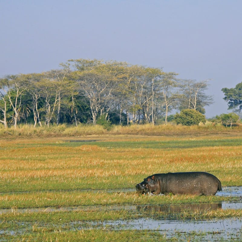 Hippo - Shumba Camp