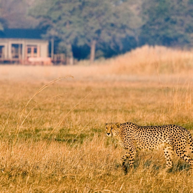 Shumba Camp