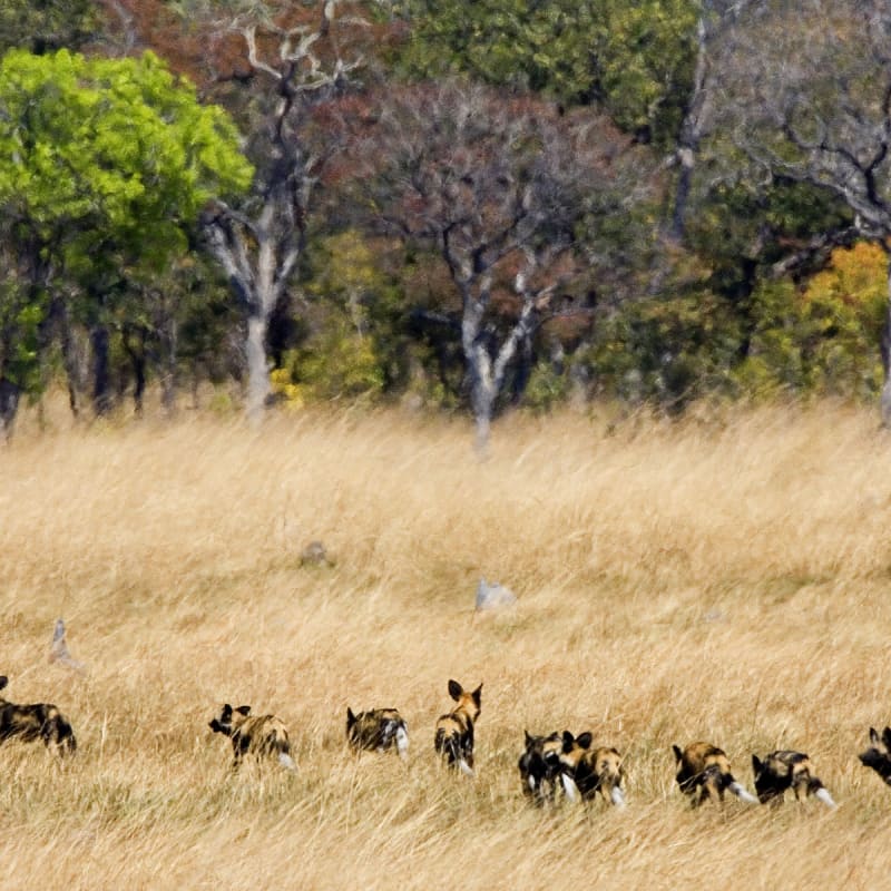 Shumba Camp