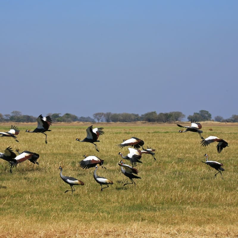 Shumba Camp