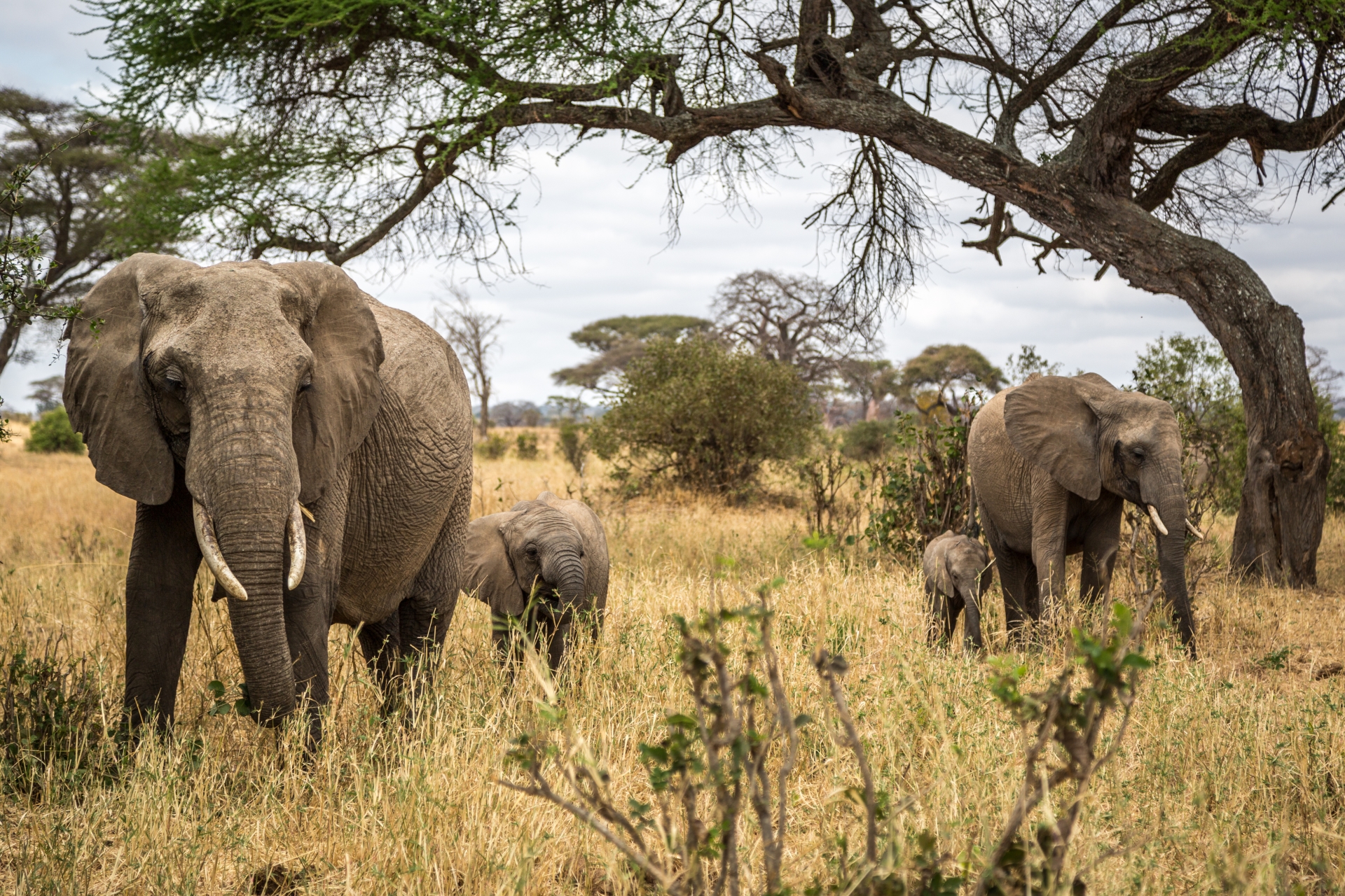 Imagine Tanzania