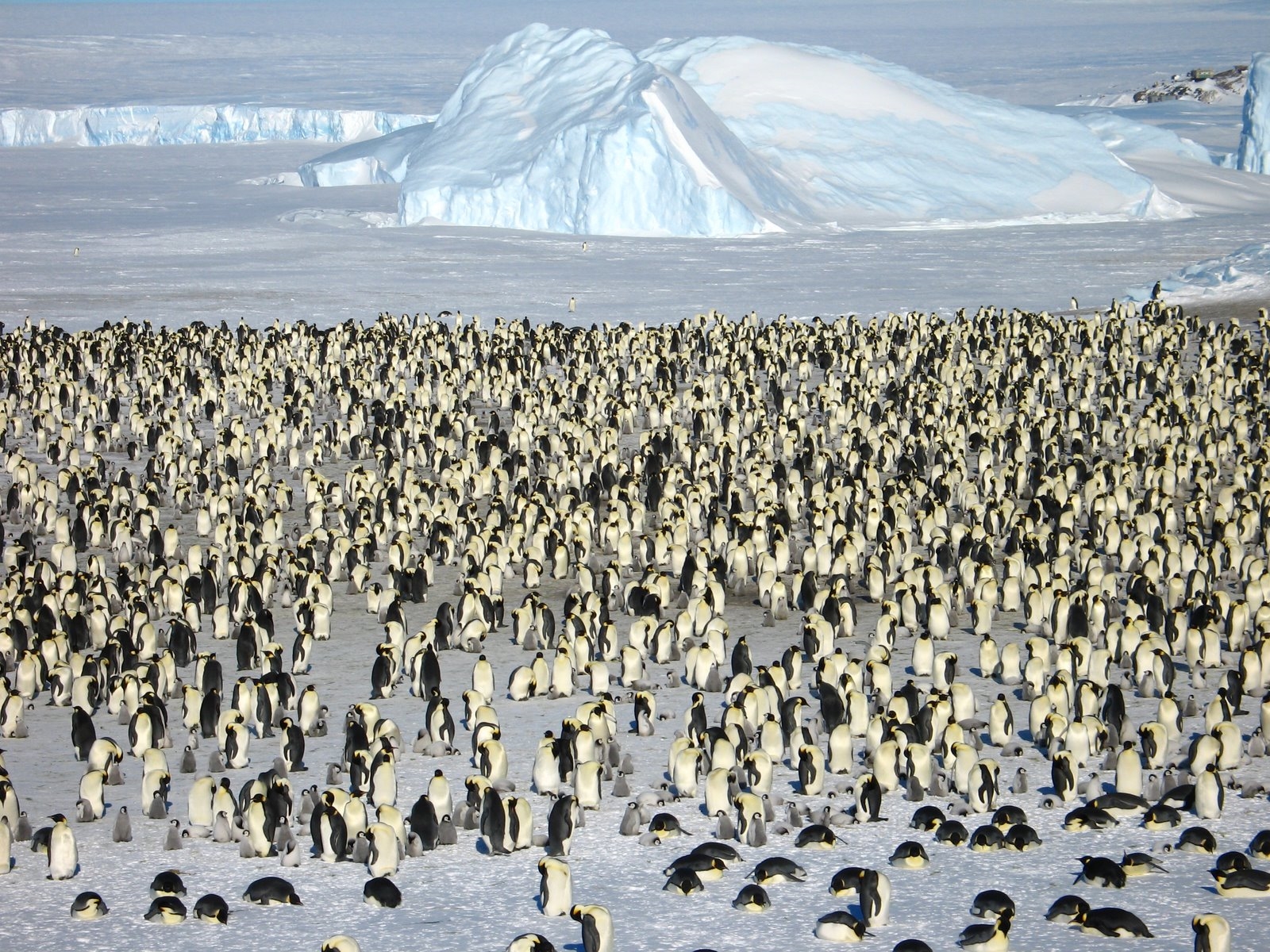 WHITE DESERT: BABY PENGUINS & BLUE TUNNELS