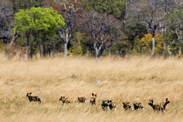 Family of Wild Dog - Busanga Bush Camp