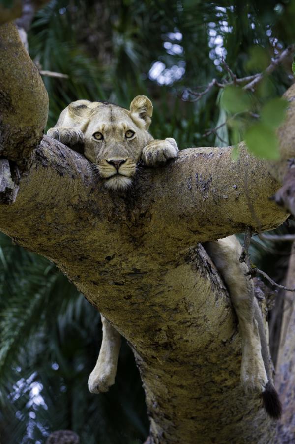 Tree Climbing Lion - Busanga Bush Camp